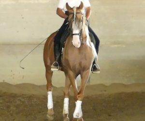 Caballo entero Origen No Constatado En venta 2018 Otra capa