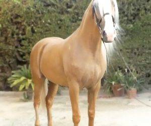 Caballo entero Origen No Constatado En venta 2018 Otra capa