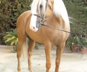 Caballo entero Origen No Constatado En venta 2018 Otra capa