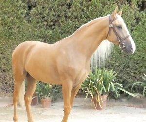 Caballo entero Origen No Constatado En venta 2018 Otra capa