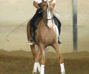 Caballo entero Origen No Constatado En venta 2018 Otra capa