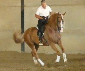 Caballo entero Origen No Constatado En venta 2018 Otra capa