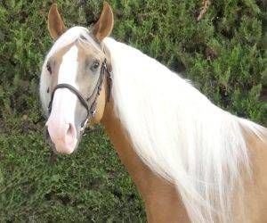 Caballo entero Origen No Constatado En venta 2018 Otra capa