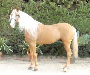 Caballo entero Origen No Constatado En venta 2018 Otra capa