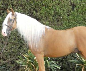 Caballo entero Origen No Constatado En venta 2018 Otra capa