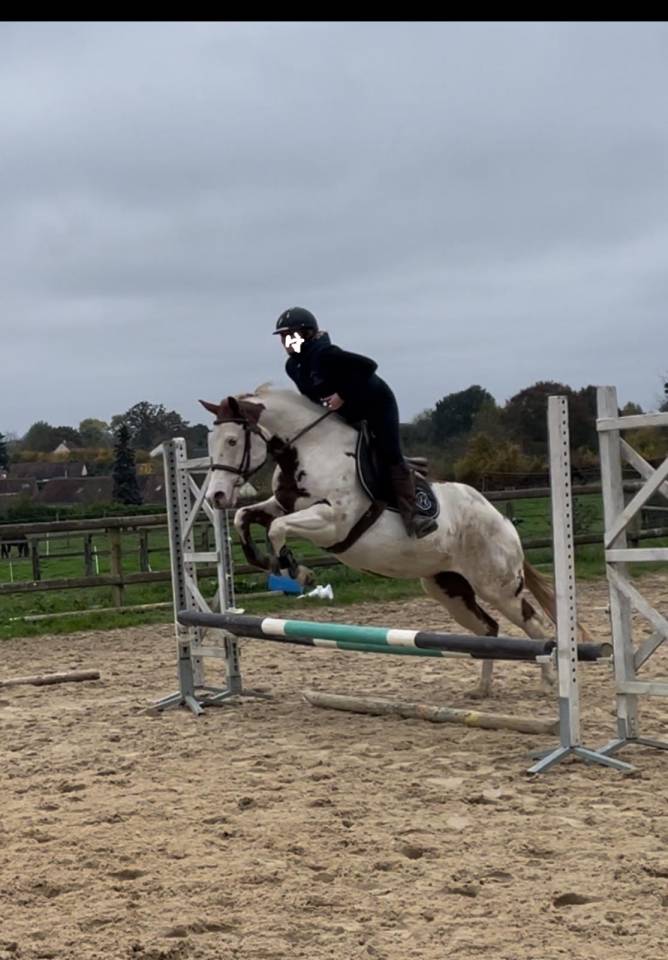 Yegua Paint Horse En venta 2015 Pinto