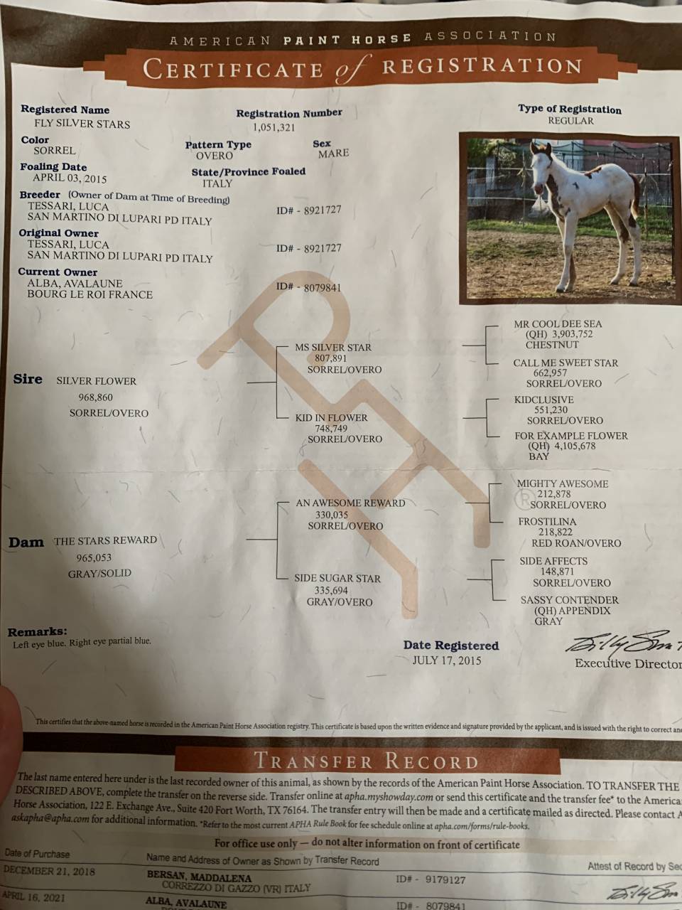 Yegua Paint Horse En venta 2015 Pinto