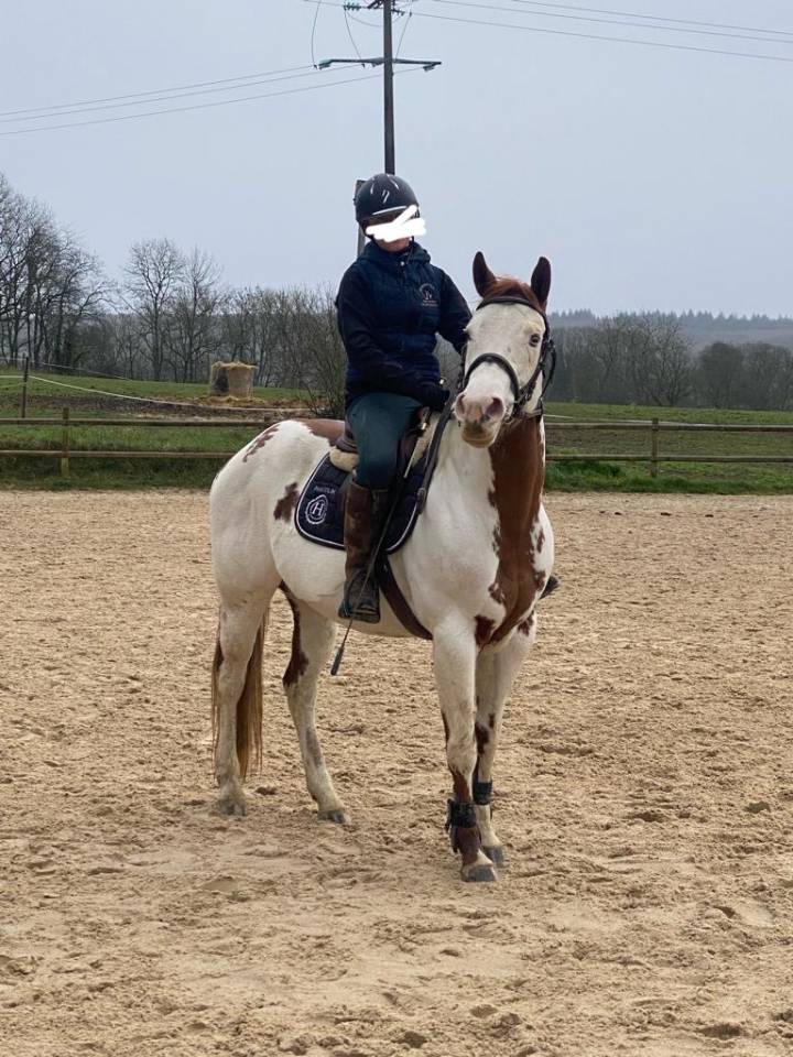 Yegua Paint Horse En venta 2015 Pinto