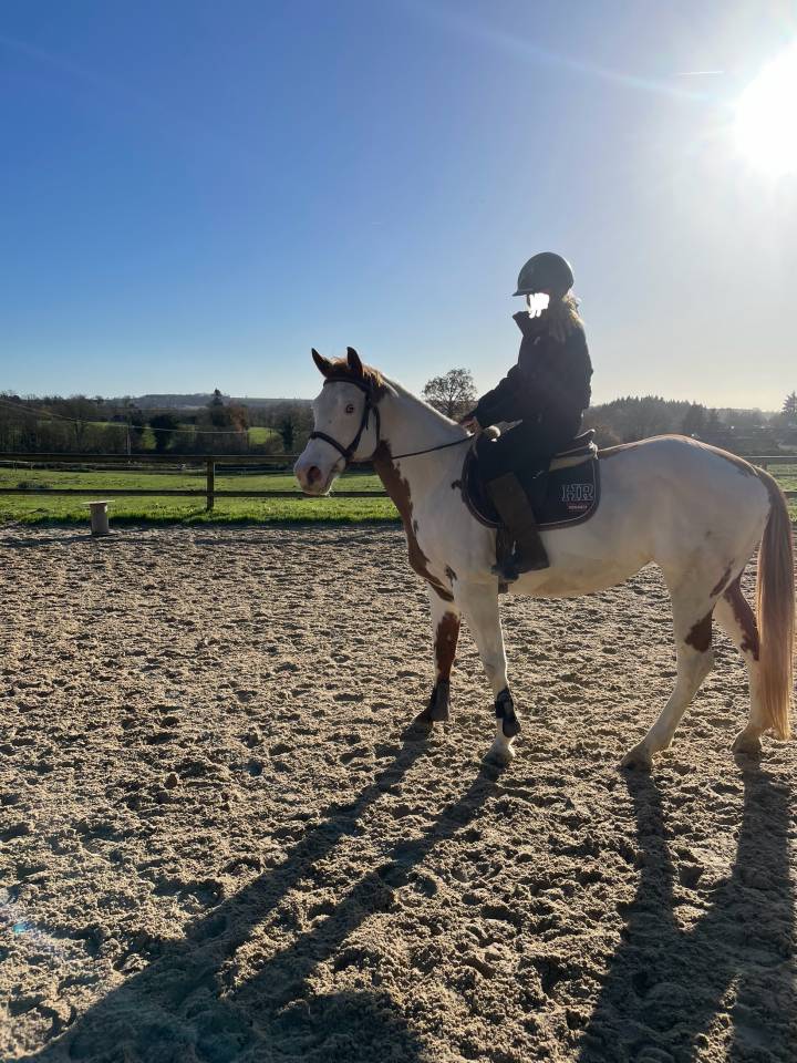 Yegua Paint Horse En venta 2015 Pinto