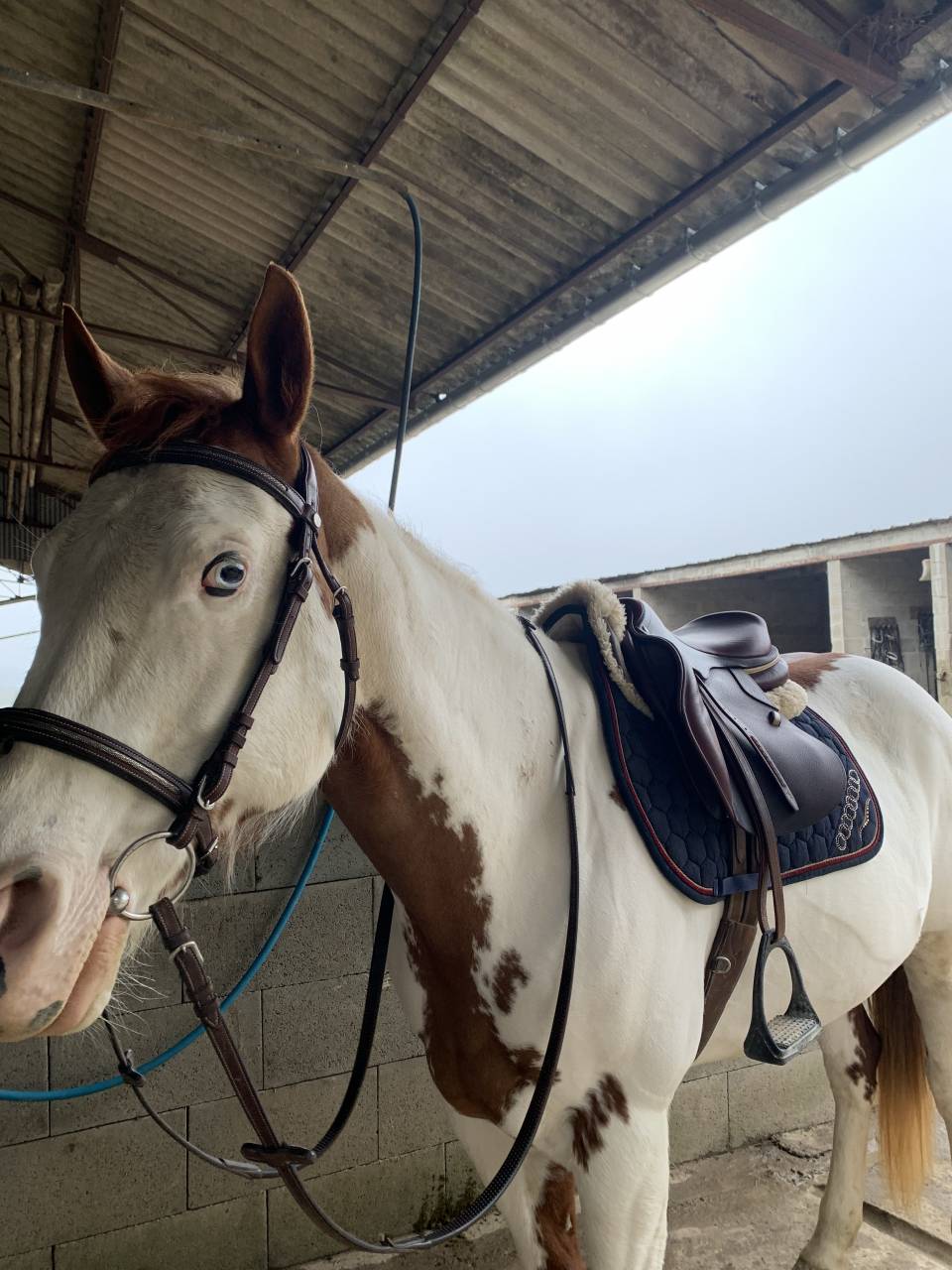 Yegua Paint Horse En venta 2015 Pinto