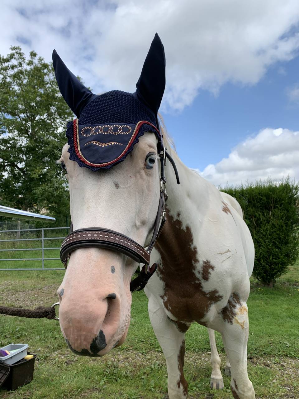 Yegua Paint Horse En venta 2015 Pinto