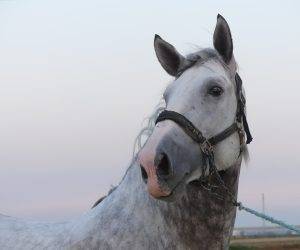 Caballo entero PRE Pura Raza Española En venta 2021 Tordo