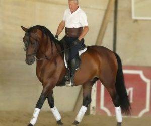 Caballo castrado PRE Pura Raza Española En venta 2017 Bayo