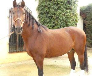 Caballo castrado PRE Pura Raza Española En venta 2017 Bayo
