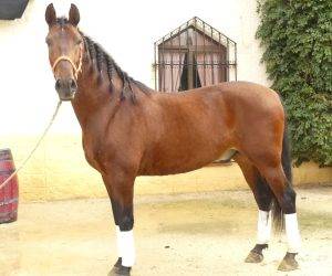 Caballo castrado PRE Pura Raza Española En venta 2017 Bayo