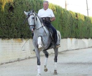 Caballo entero PRE Pura Raza Española En venta 2017 Tordo