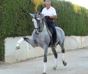 Caballo entero PRE Pura Raza Española En venta 2017 Tordo