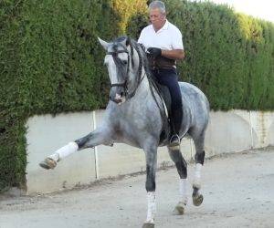 Caballo entero PRE Pura Raza Española En venta 2017 Tordo
