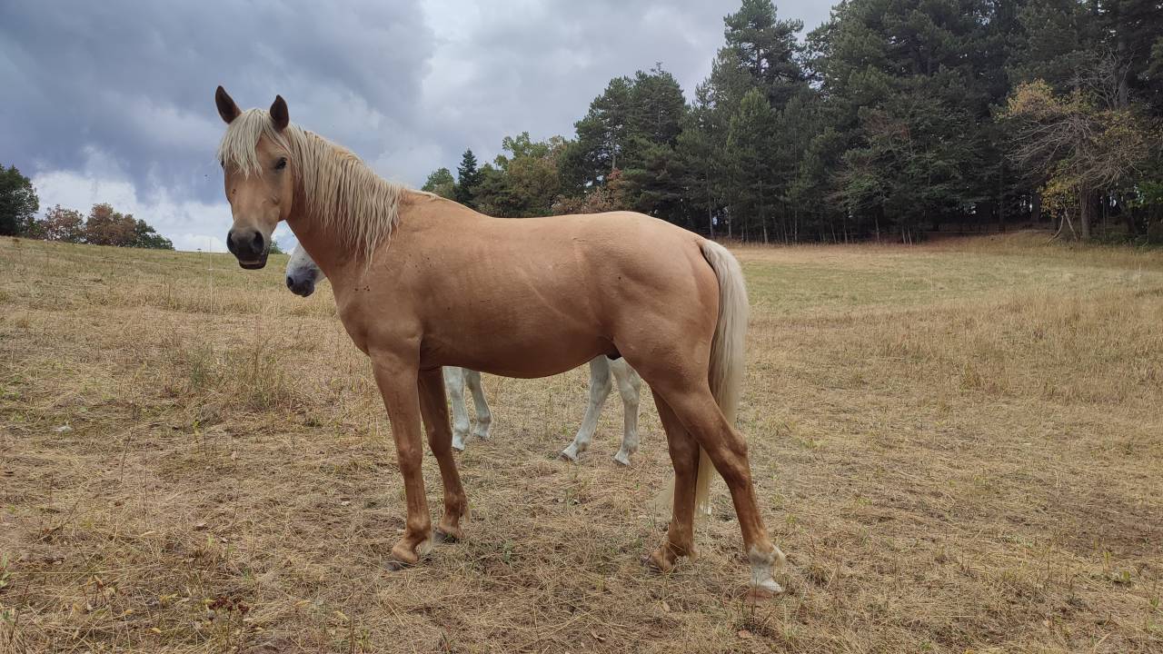 Caballo castrado Welsh Part Bred En venta 2022 Palomino por Cremell’aux Lays