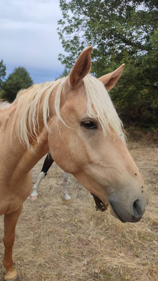Caballo castrado Welsh Part Bred En venta 2022 Palomino por Cremell’aux Lays