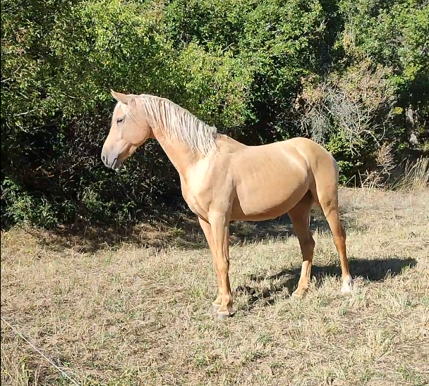 Caballo castrado Welsh Part Bred En venta 2022 Palomino por Cremell’aux Lays