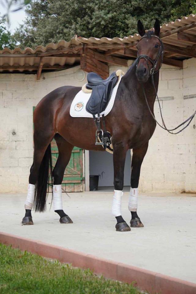 Yegua Silla Francés En venta 2020 Bayo moreno