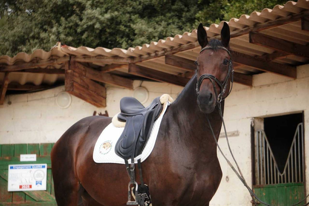 Yegua Silla Francés En venta 2020 Bayo moreno