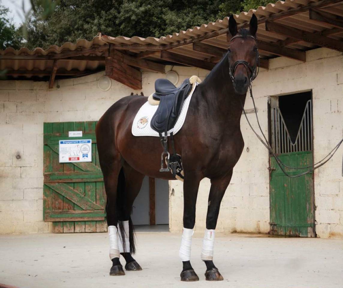 Yegua Silla Francés En venta 2020 Bayo moreno