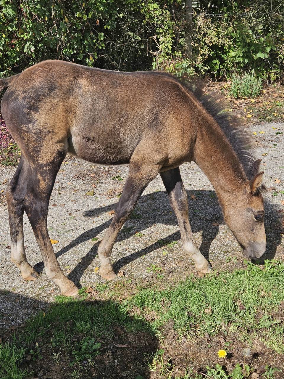 Semental PFS Poni Françés de Silla En venta 2025 Isabelo por L'ancelot du ménage