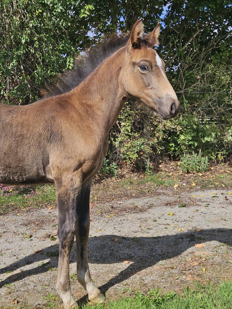 Semental PFS Poni Françés de Silla En venta 2025 Isabelo por L'ancelot du ménage