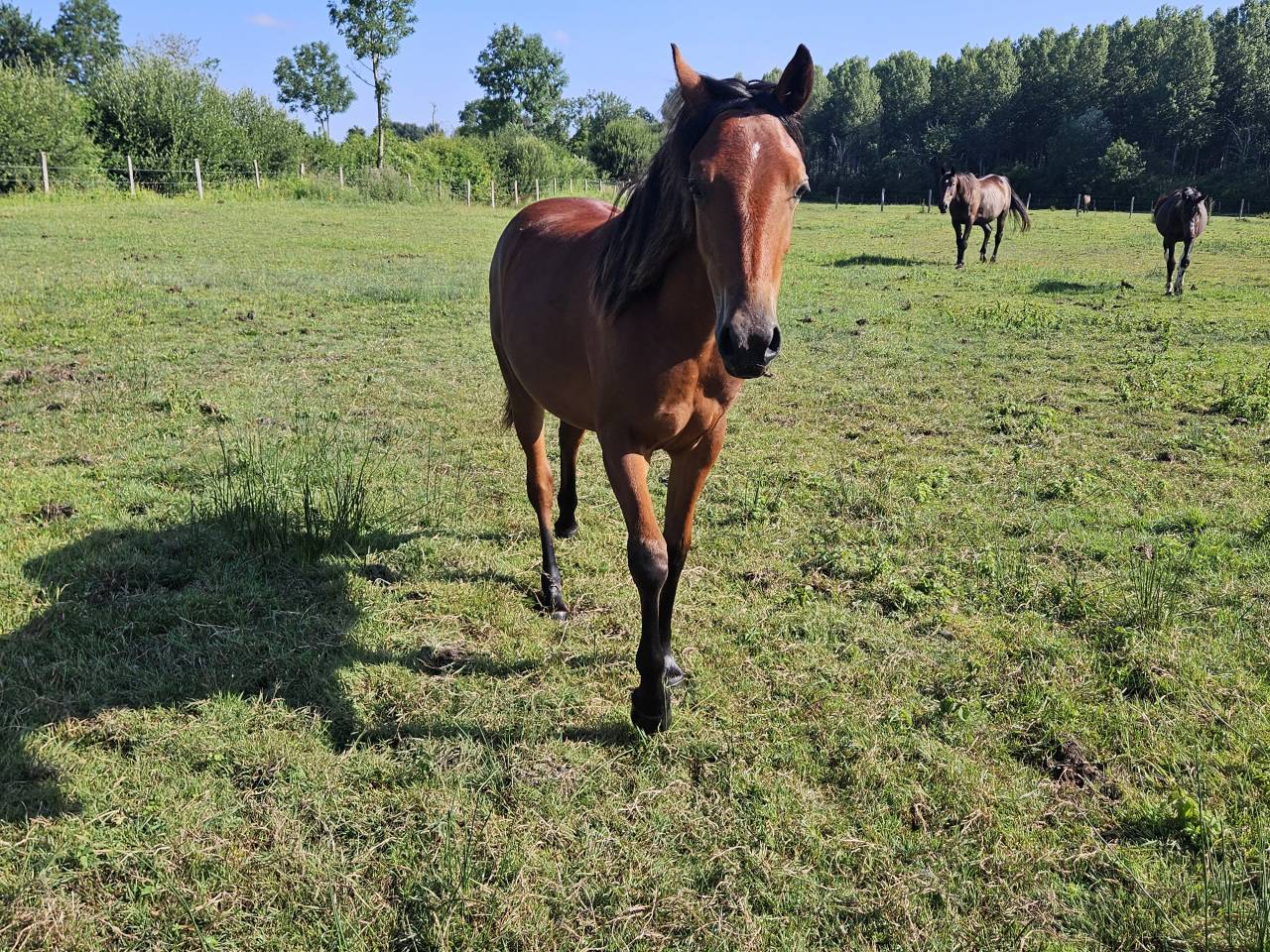 Yegua New Forest En venta 2024 Bayo por L'ancelot du ménage