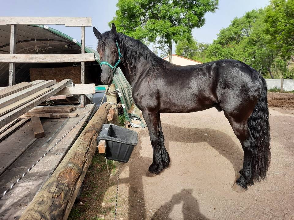 Caballo entero Frisón En venta 2018 Negro por Feico (nld) fri