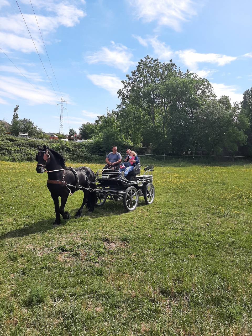 Caballo entero Frisón En venta 2018 Negro por Feico (nld) fri