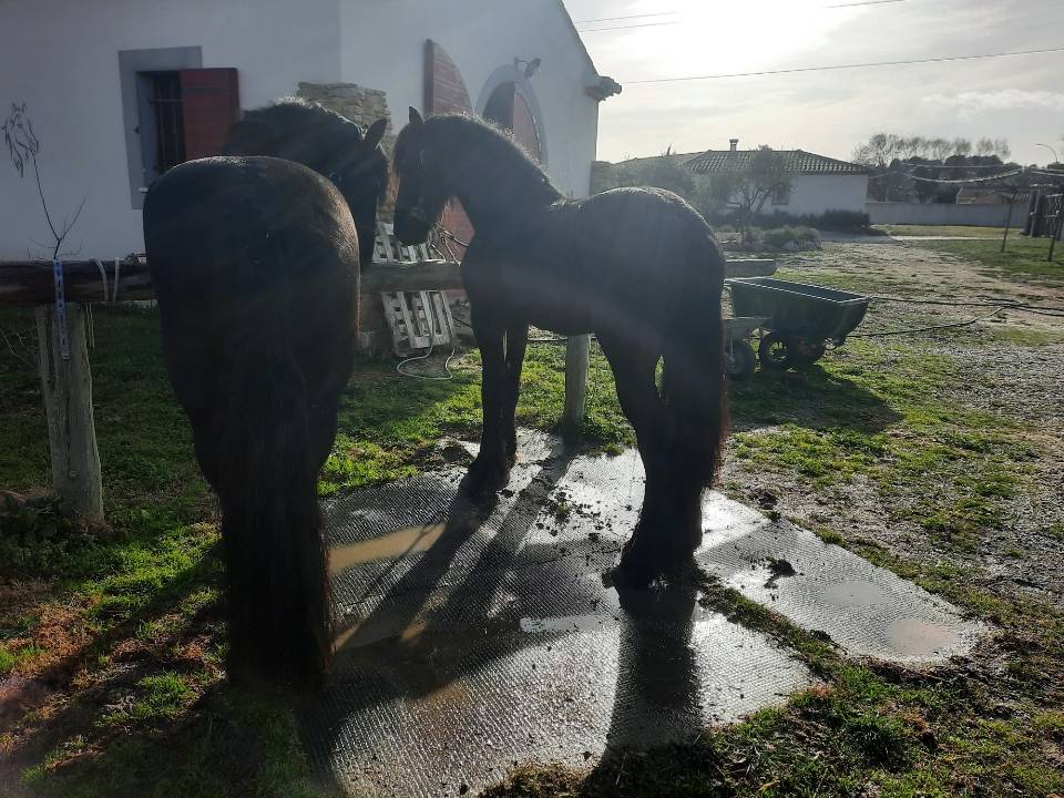 Caballo entero Frisón En venta 2019 Negro por Feico (nld) fri
