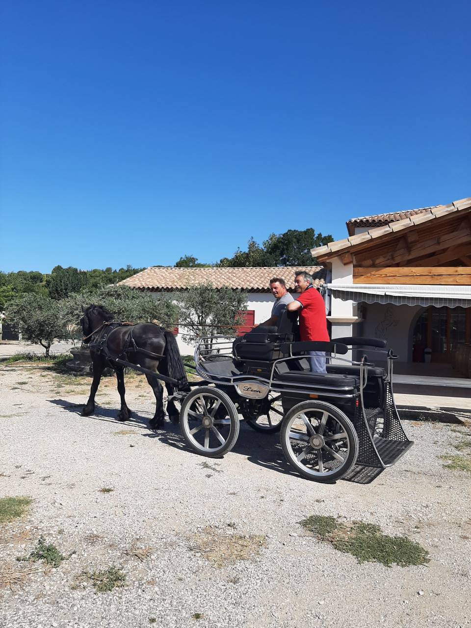 Caballo entero Frisón En venta 2019 Negro por Feico (nld) fri