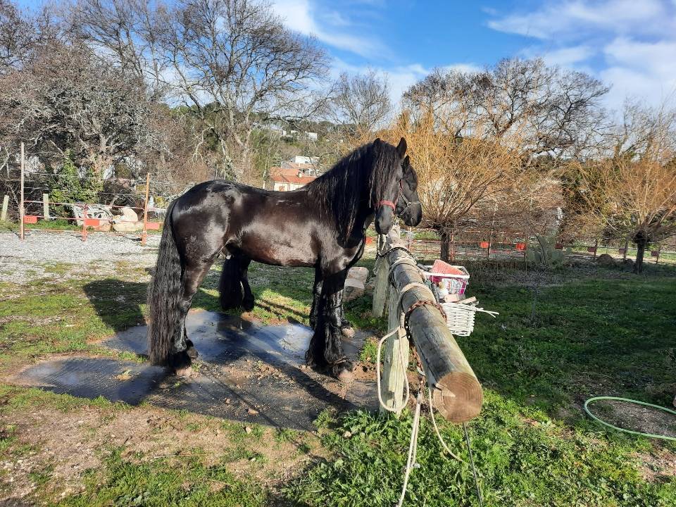 Caballo entero Fris&oacute;n En venta 2019 Negro por Feico (nld) fri
