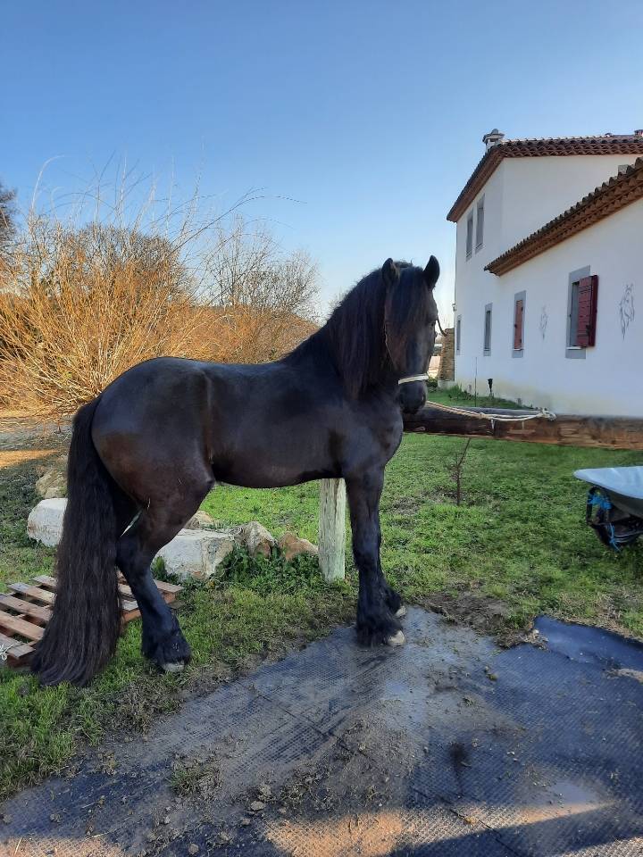 Caballo entero Fris&oacute;n En venta 2019 Negro por Feico (nld) fri