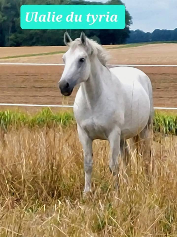 Yegua de ganadería Connemara En venta 2008 Tordo por APOLLON PONDY