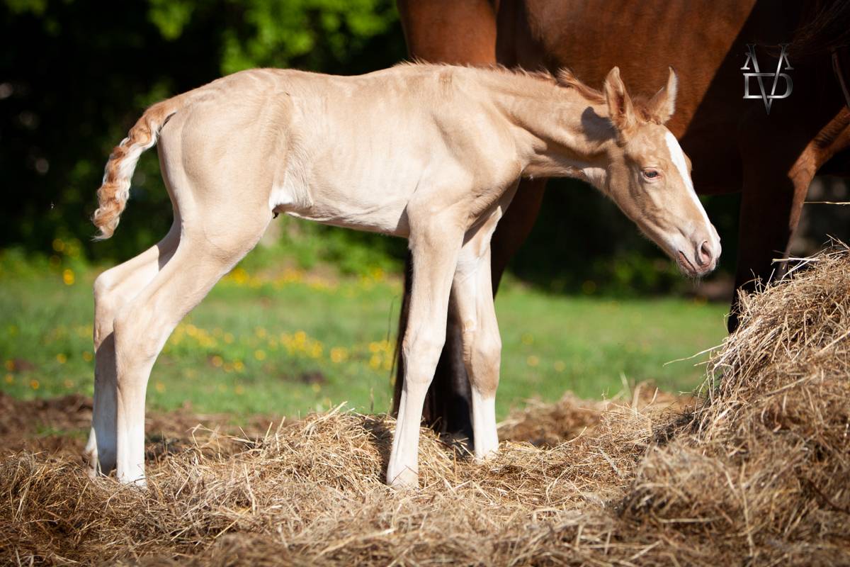 Potro PRE Pura Raza Española En venta 2025 Perla por CARTUJANO ABAD