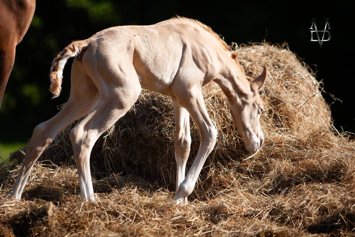 Potro PRE Pura Raza Española En venta 2025 Perla por CARTUJANO ABAD
