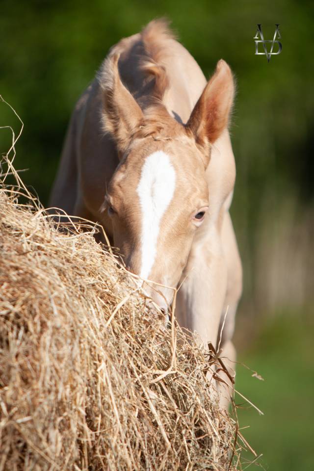 Potro PRE Pura Raza Española En venta 2025 Perla por CARTUJANO ABAD
