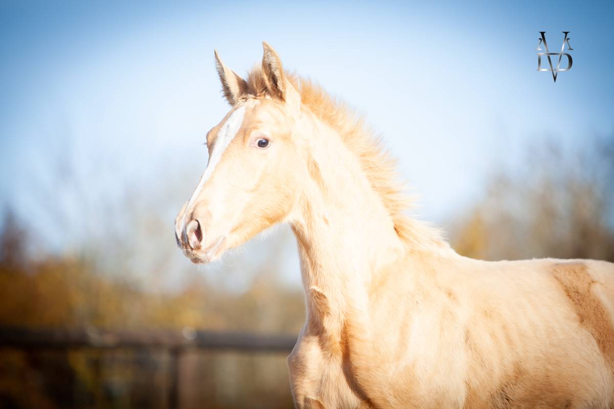 Potro PRE Pura Raza Espa&ntilde;ola En venta 2025 Perla por CARTUJANO ABAD