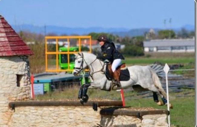 Caballo entero Connemara En venta 2017 Tordo por ICE AND FIRE D'ALBRAN