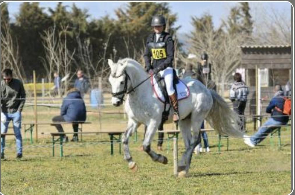 Caballo entero Connemara En venta 2017 Tordo por ICE AND FIRE D'ALBRAN