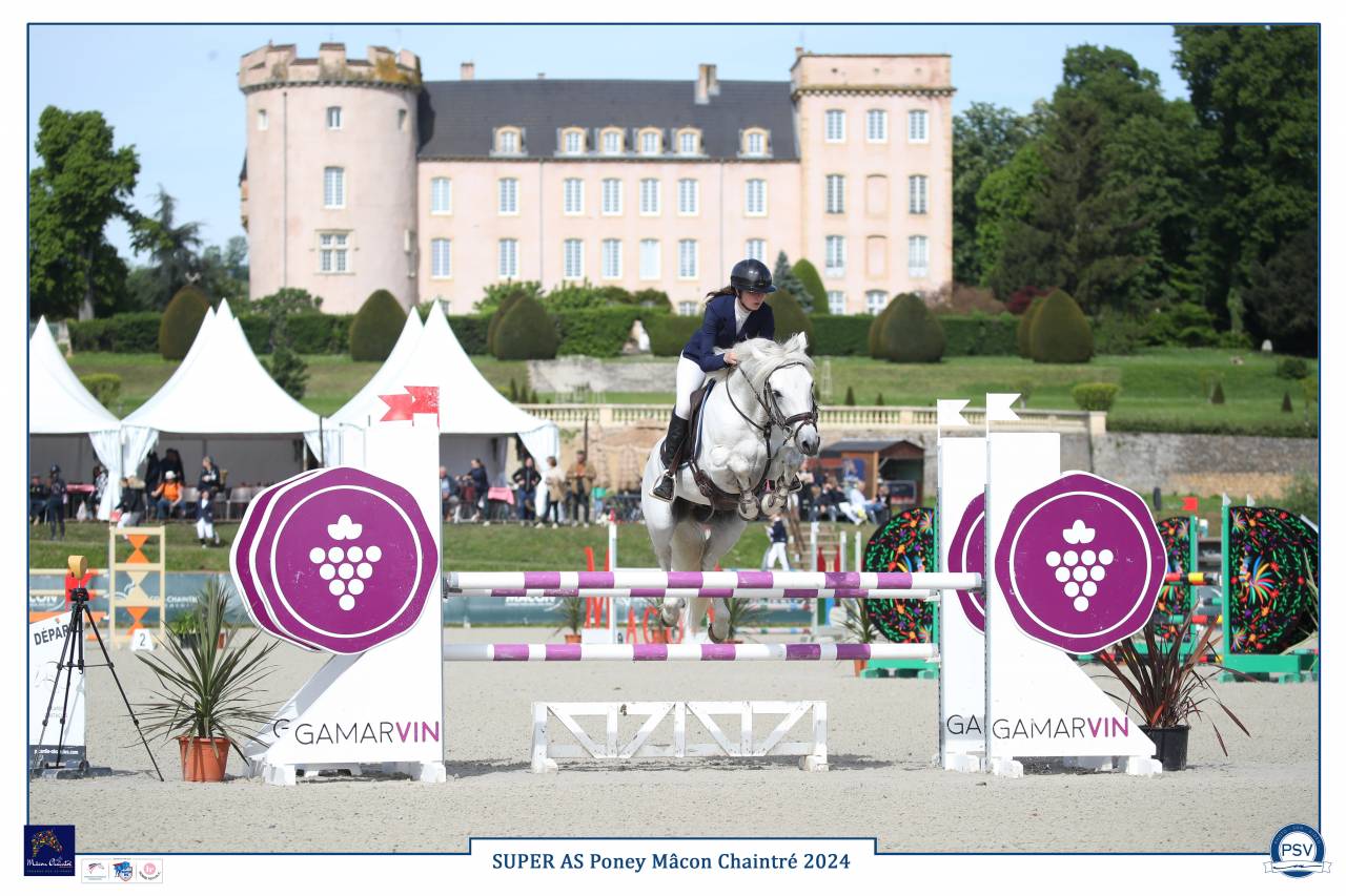 Caballo entero Connemara En venta 2017 Tordo por ICE AND FIRE D'ALBRAN