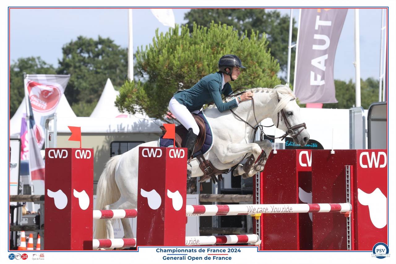 Caballo entero Connemara En venta 2017 Tordo por ICE AND FIRE D'ALBRAN