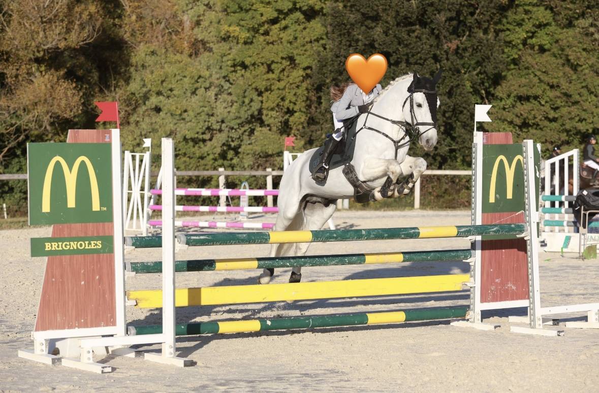 Caballo entero Connemara En venta 2017 Tordo por ICE AND FIRE D'ALBRAN