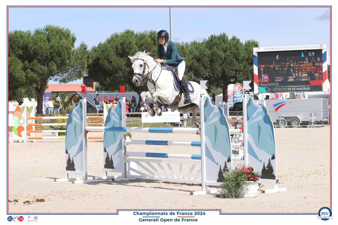 Caballo entero Connemara En venta 2017 Tordo por ICE AND FIRE D'ALBRAN