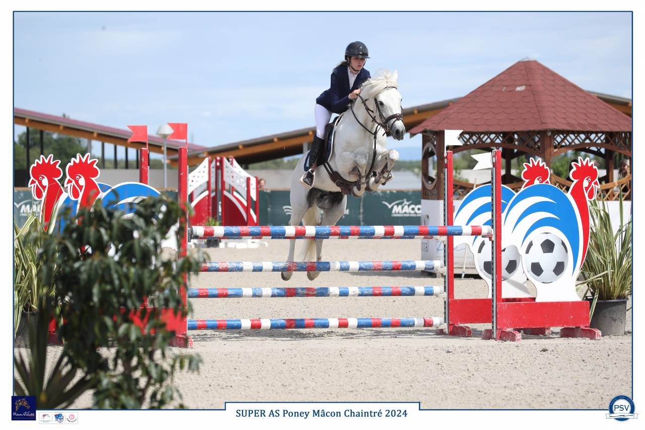 Caballo entero Connemara En venta 2017 Tordo por ICE AND FIRE D'ALBRAN