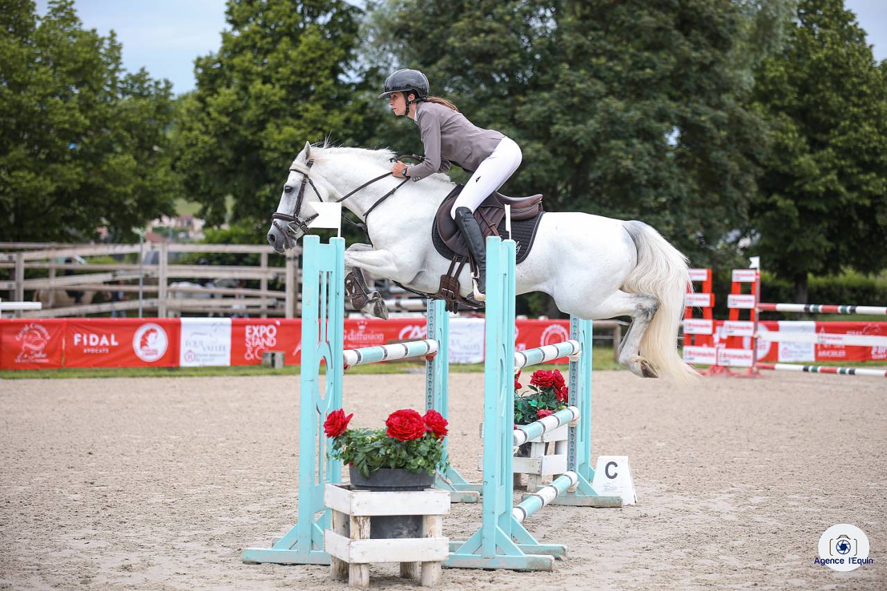 Caballo entero Connemara En venta 2017 Tordo por ICE AND FIRE D'ALBRAN